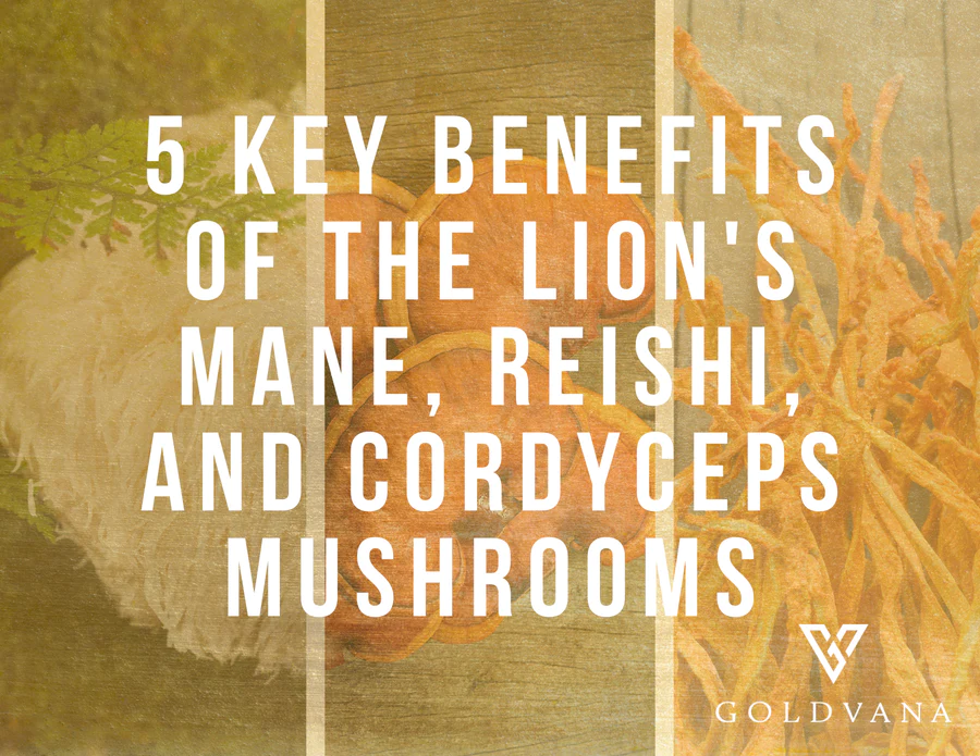 5 KEY BENEFITS OF THE LION'S MANE, REISHI, AND CORDYCEPS MUSHROOMS